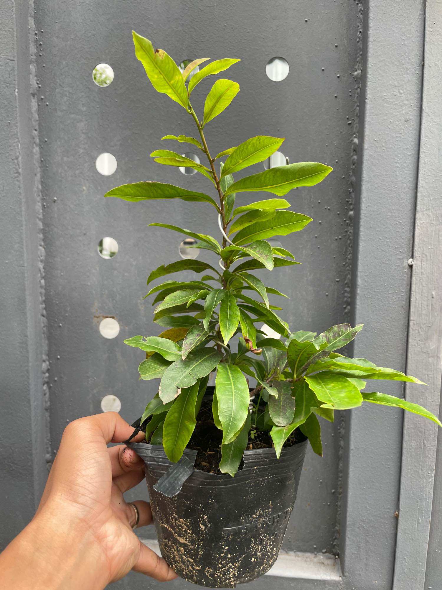 [HCM]Mai cúc 2 tầng cây mai đột biến (huỳnh tấn phát) gốc quái mini.
