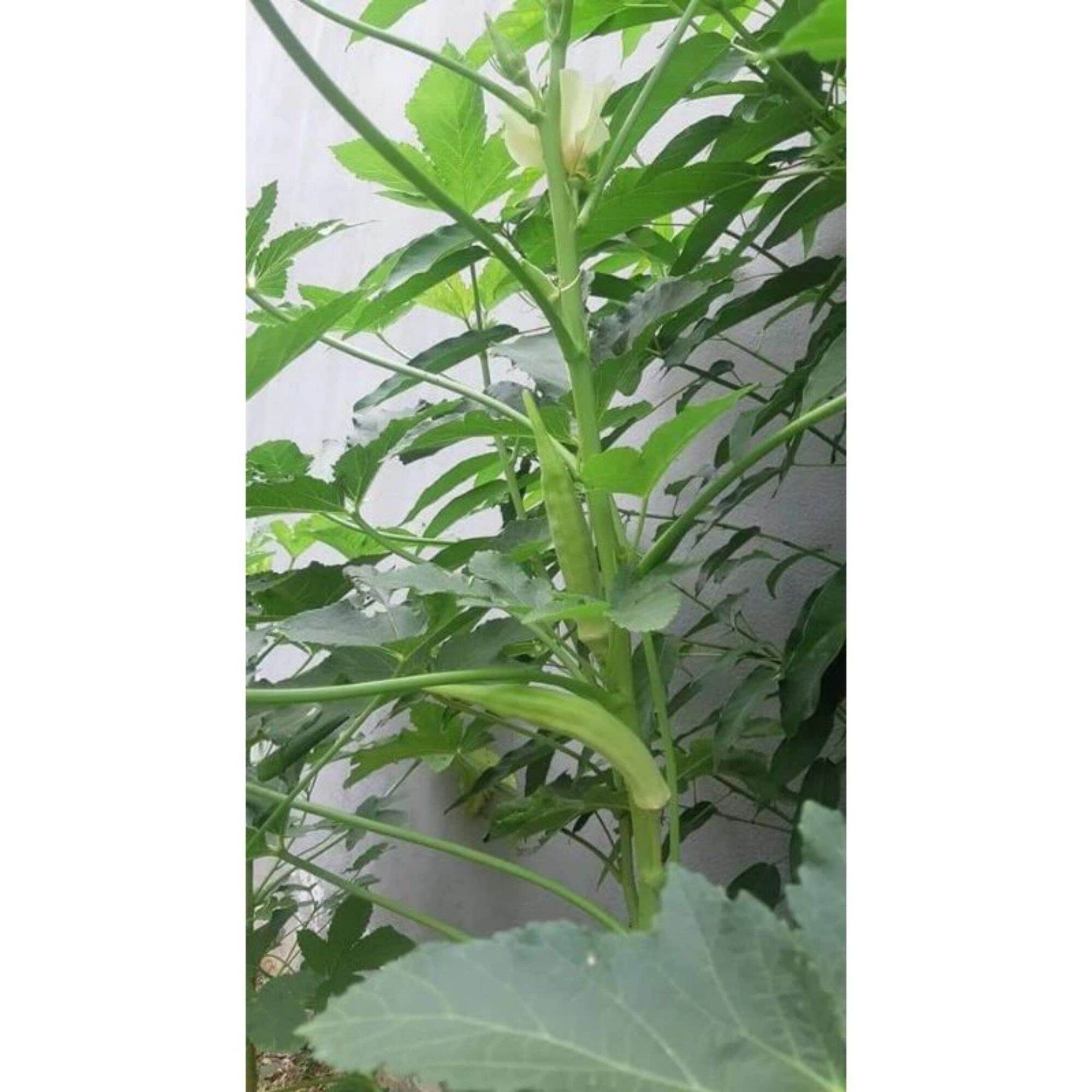 Cây giống đậu bắp lùn siêu trái