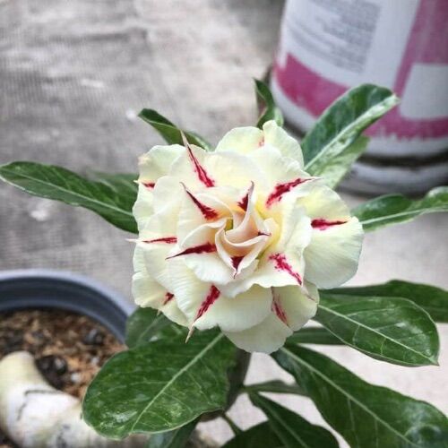 100 hạt sứ thái cánh kép nhập khẩu