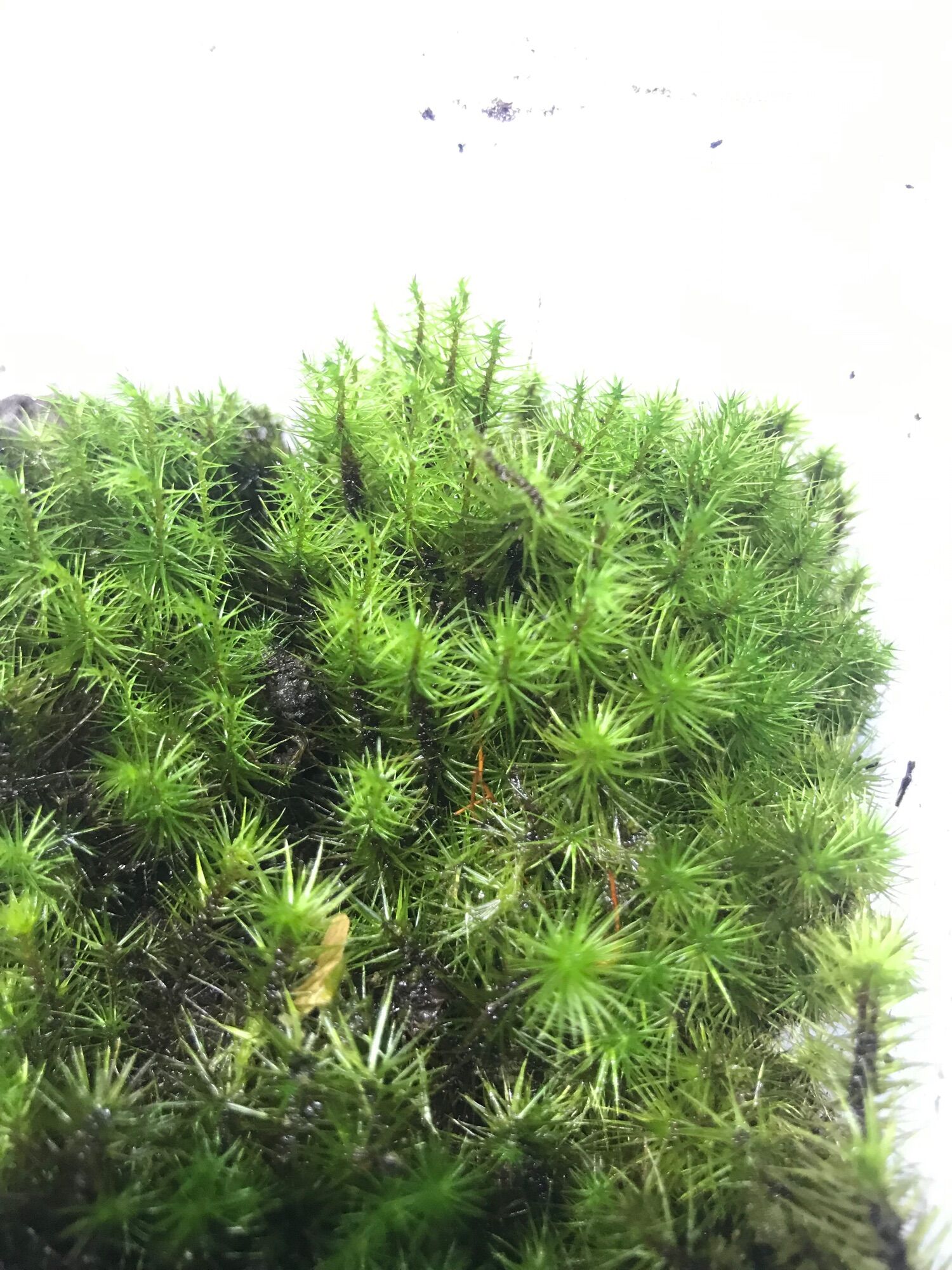 Rêu Haircap
