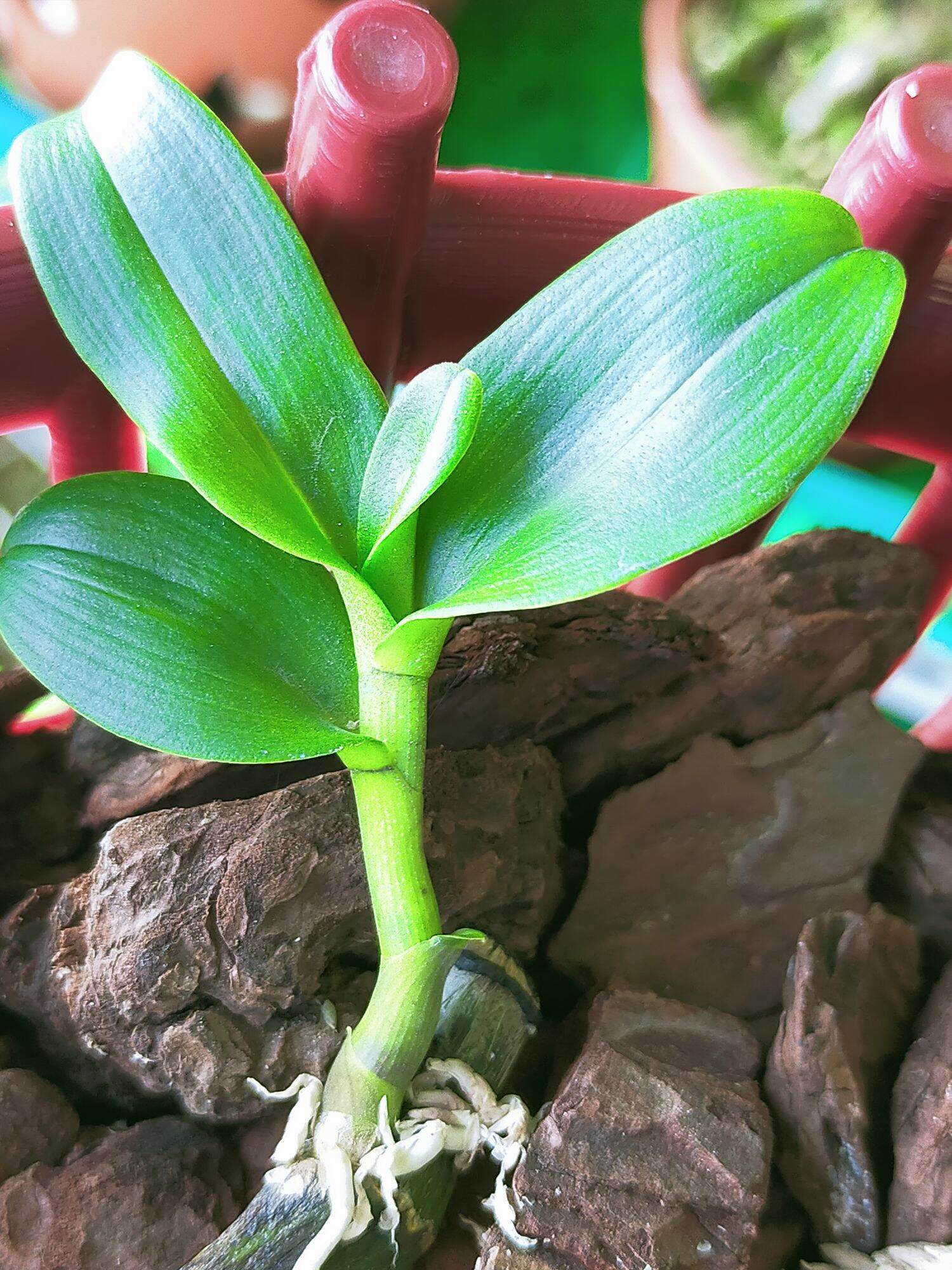 Ki phi điệp lá mít gân xếp