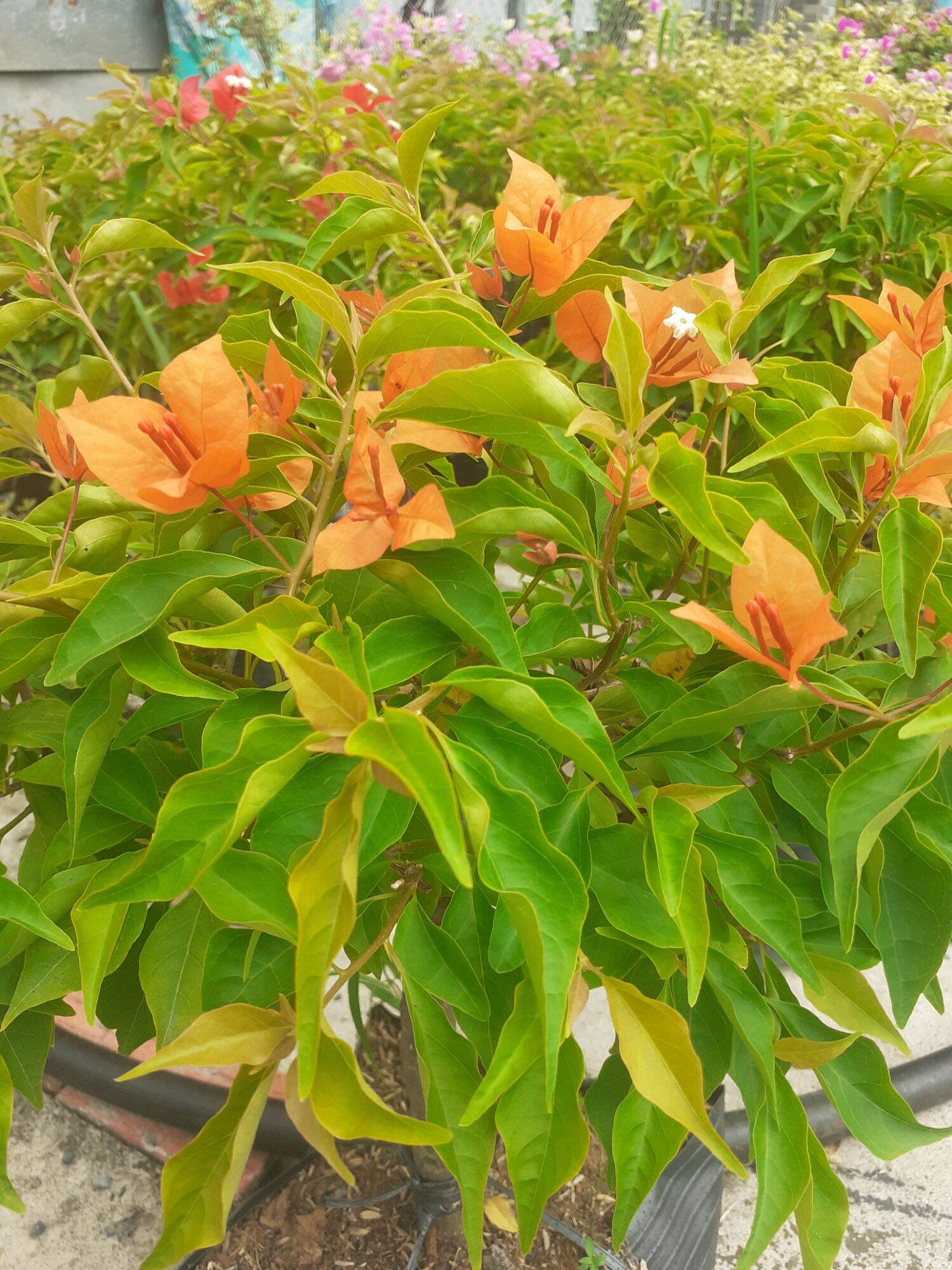 Cây hoa giấy cam lửa
