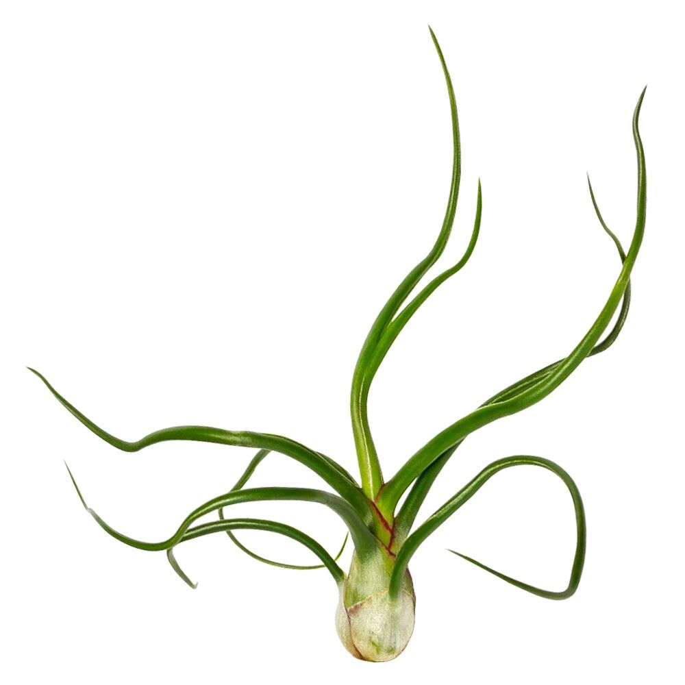 cây không khí bulbosa giant