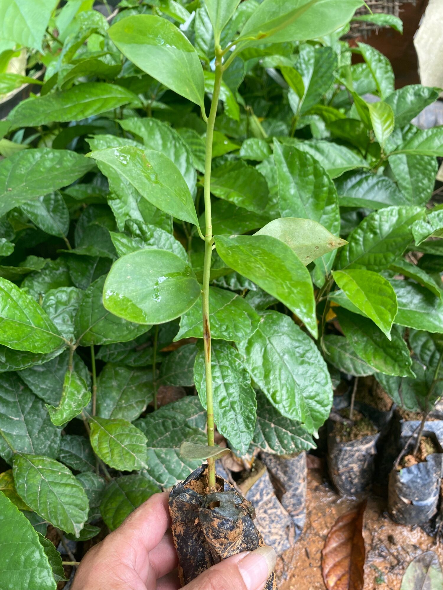 Cây giống hoa rạng đông cao 25-30cm