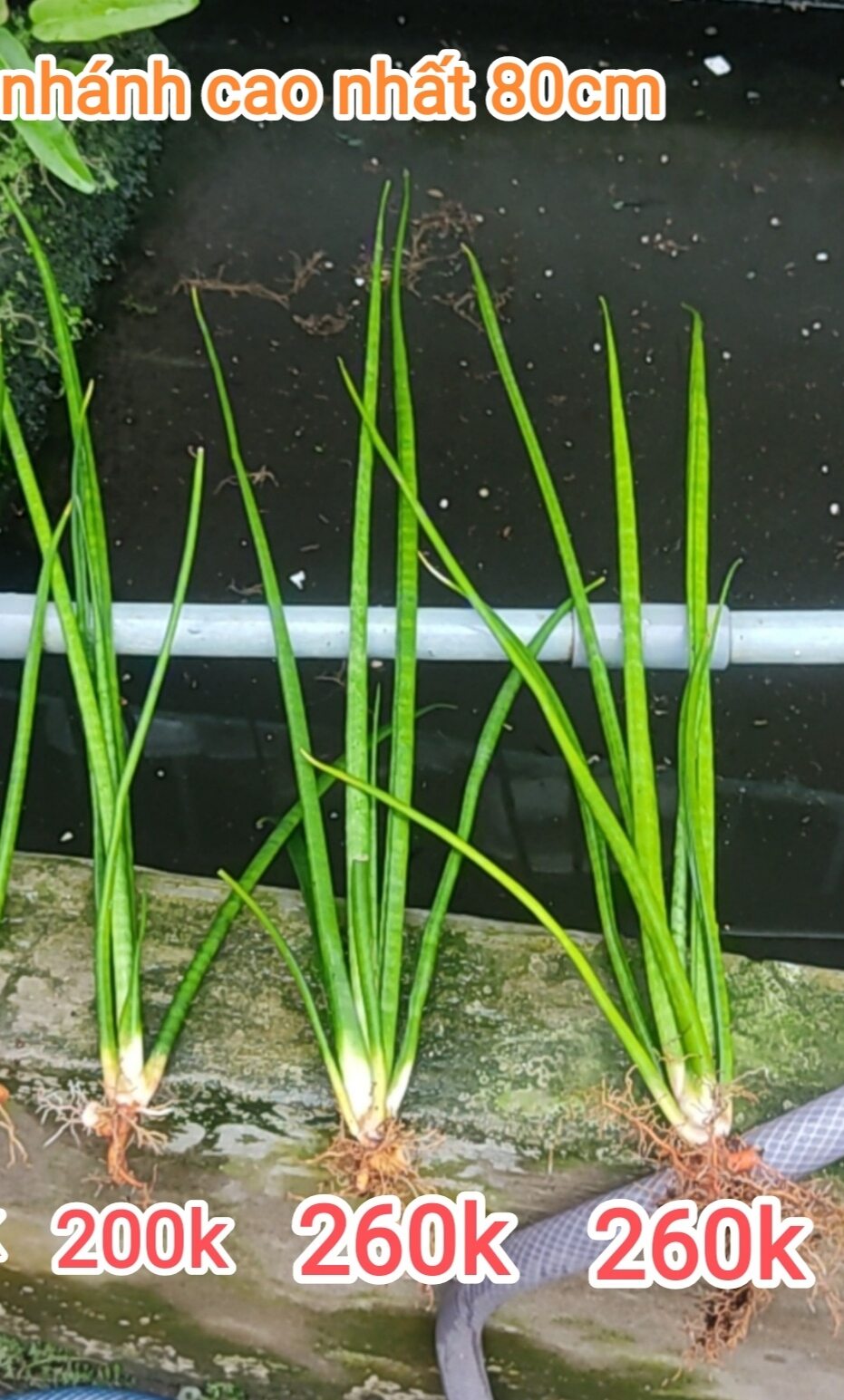 Cây lưỡi hổ - Sansevieria bụi lá tròn