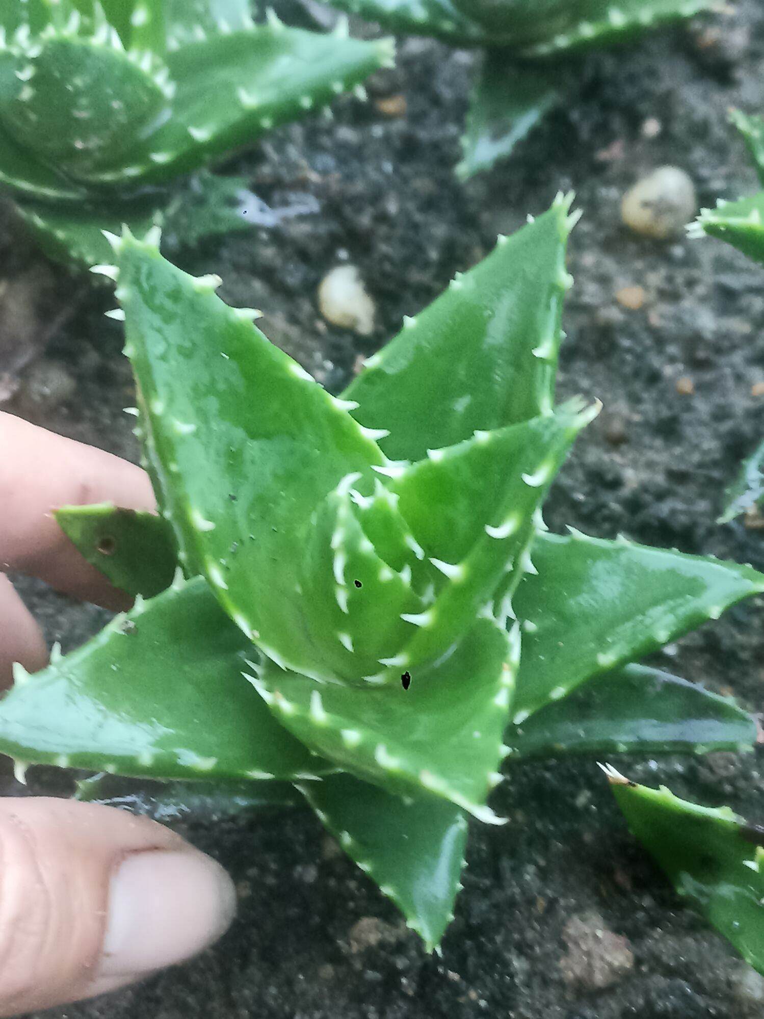 Cây Aloe Cá Mập