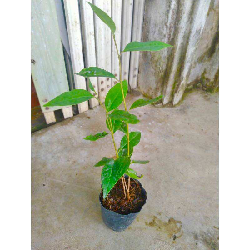 Cây giống bình bát bầu giống bình bát 2 cây