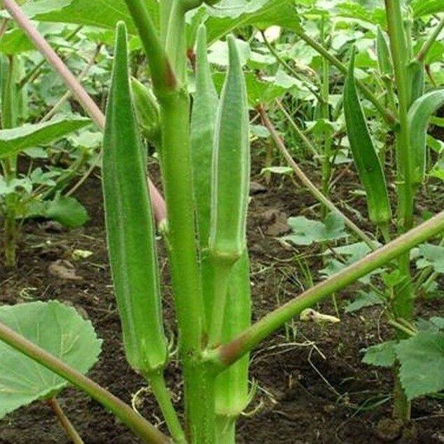 Hạt giống Đậu Bắp cao sản