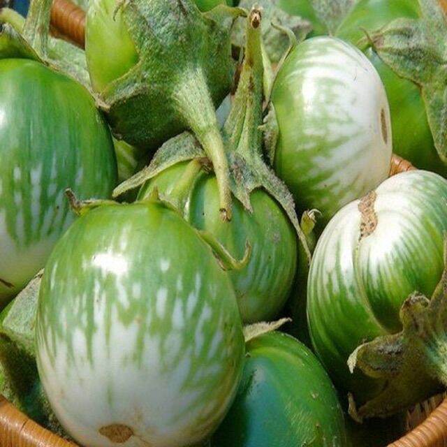 cà dĩa da ếch ( cà dĩa sọc xanh) - gói 1gr