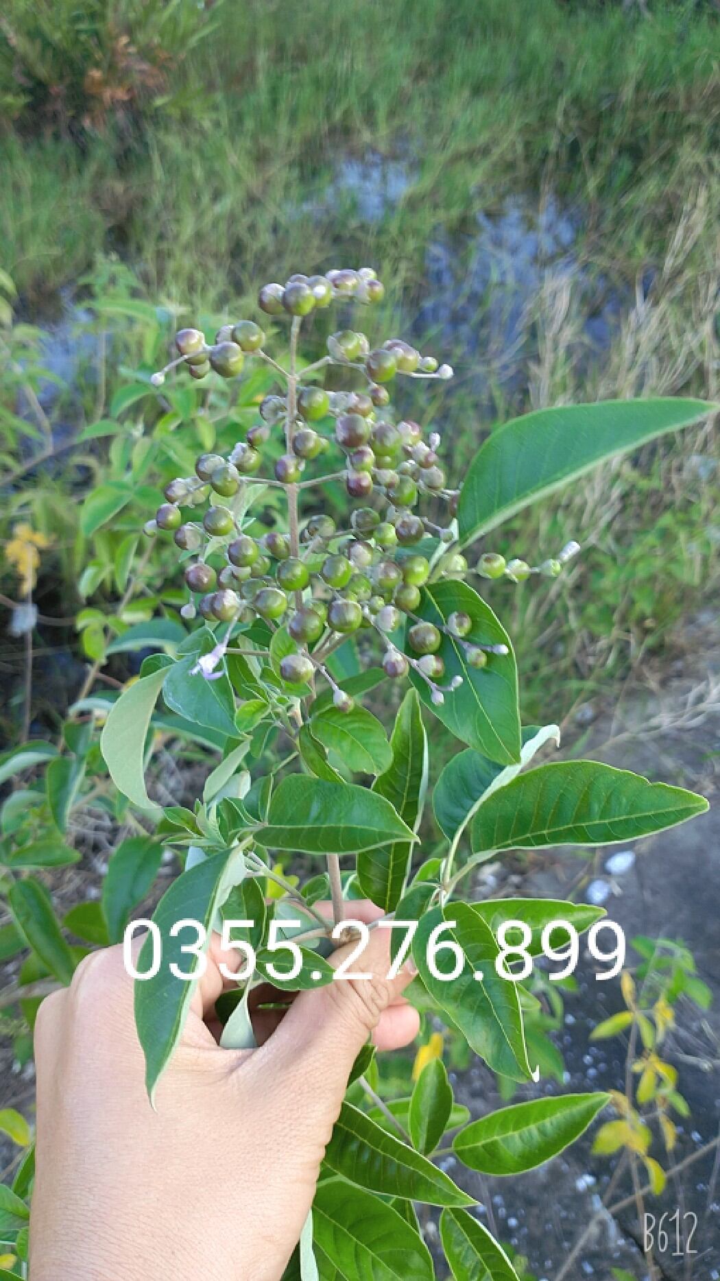 Lá ngũ trảo tươi 1kg 0355276899
