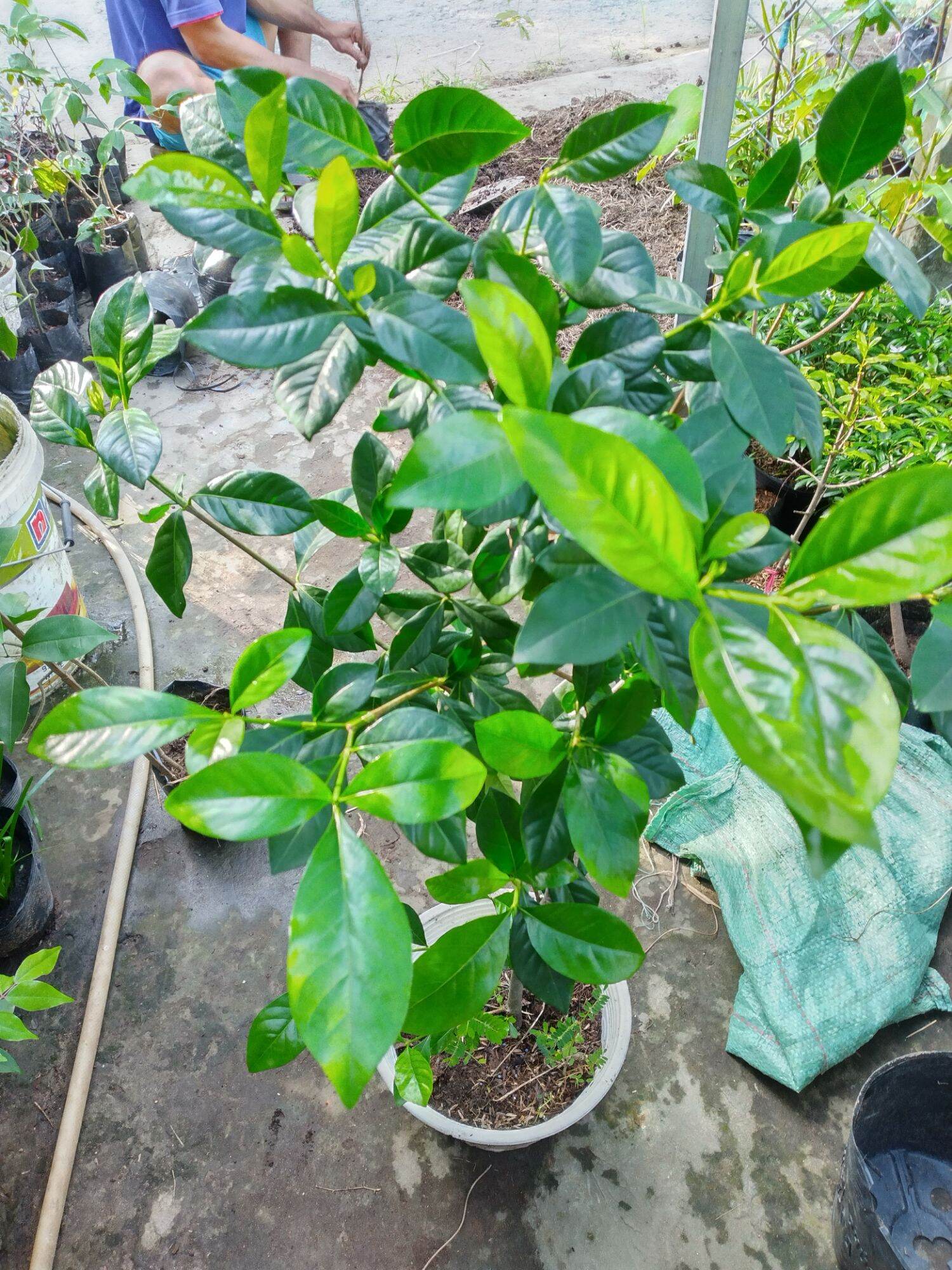 Cây Bạch Thiên Hương/ Dành Dành