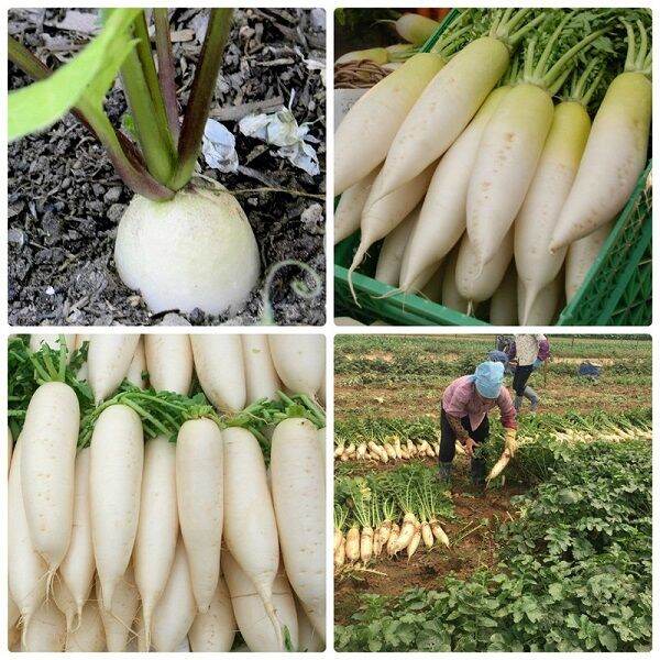 HẠT CỦ CẢI TRẮNG gói 20 gram