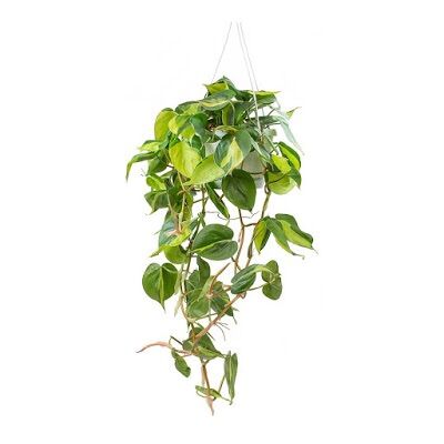 Trầu bà Sweetheart - Trầu bà Brazil