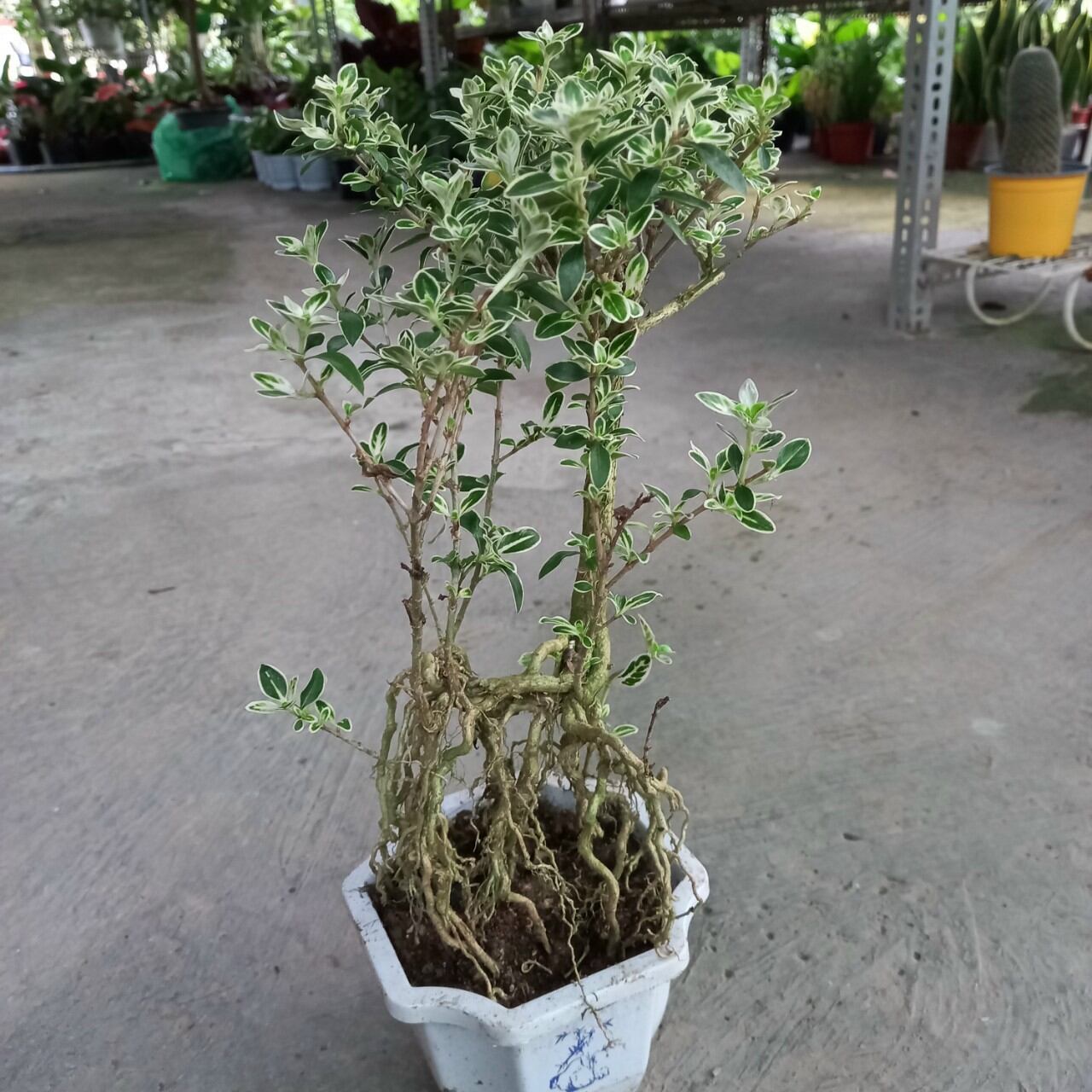 Cây Bạch Tuyết Mai Bonsai