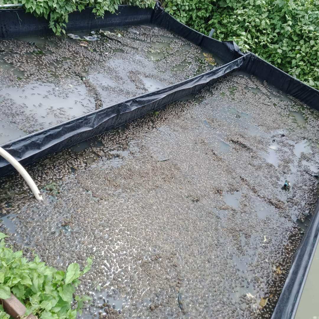Bể bạt nuôi ốc ếch cá lươn 2x2x0,5 loại hdpe 5 dem