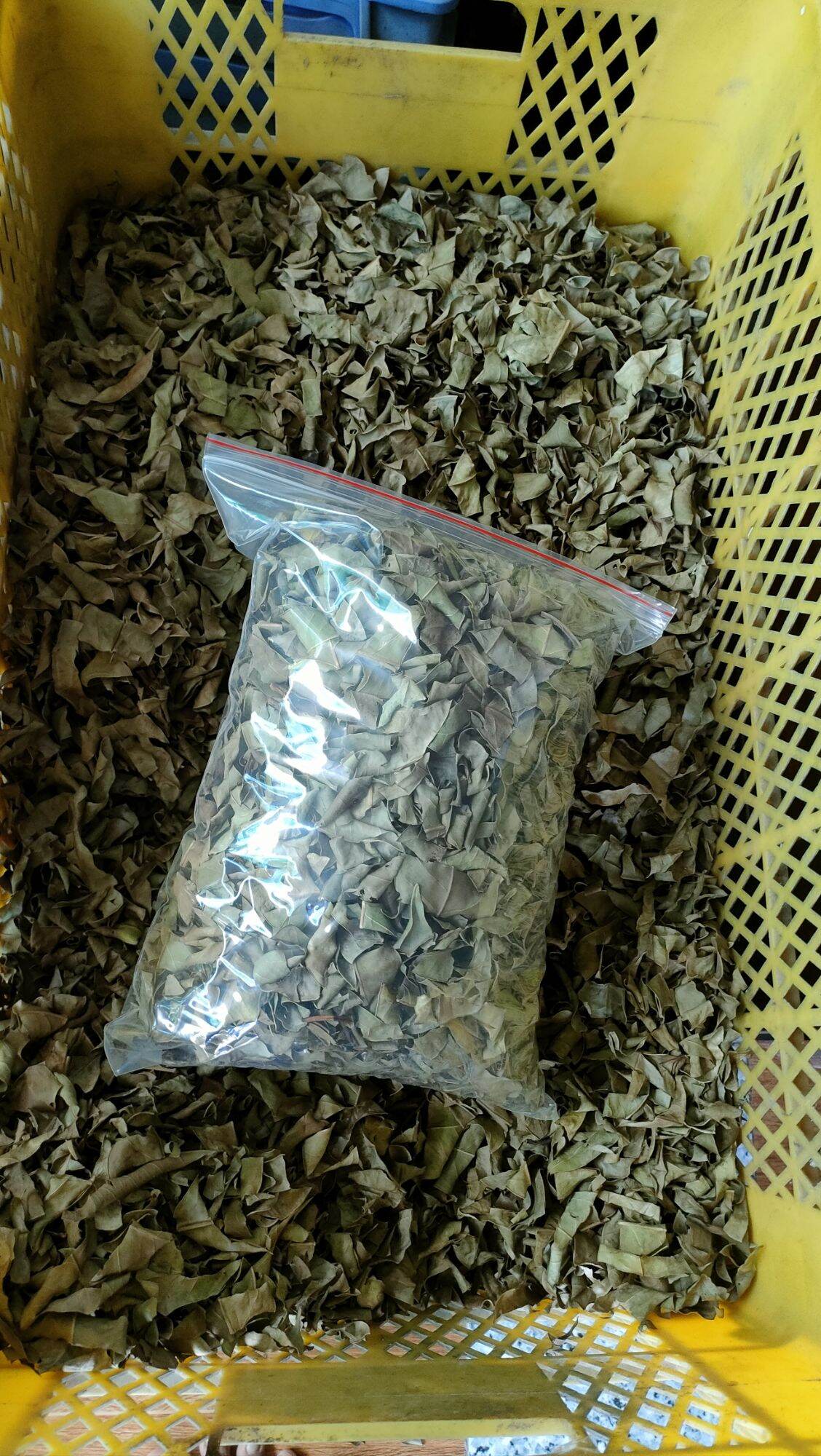 Lá vối khô ( trà lá vối  500gr )