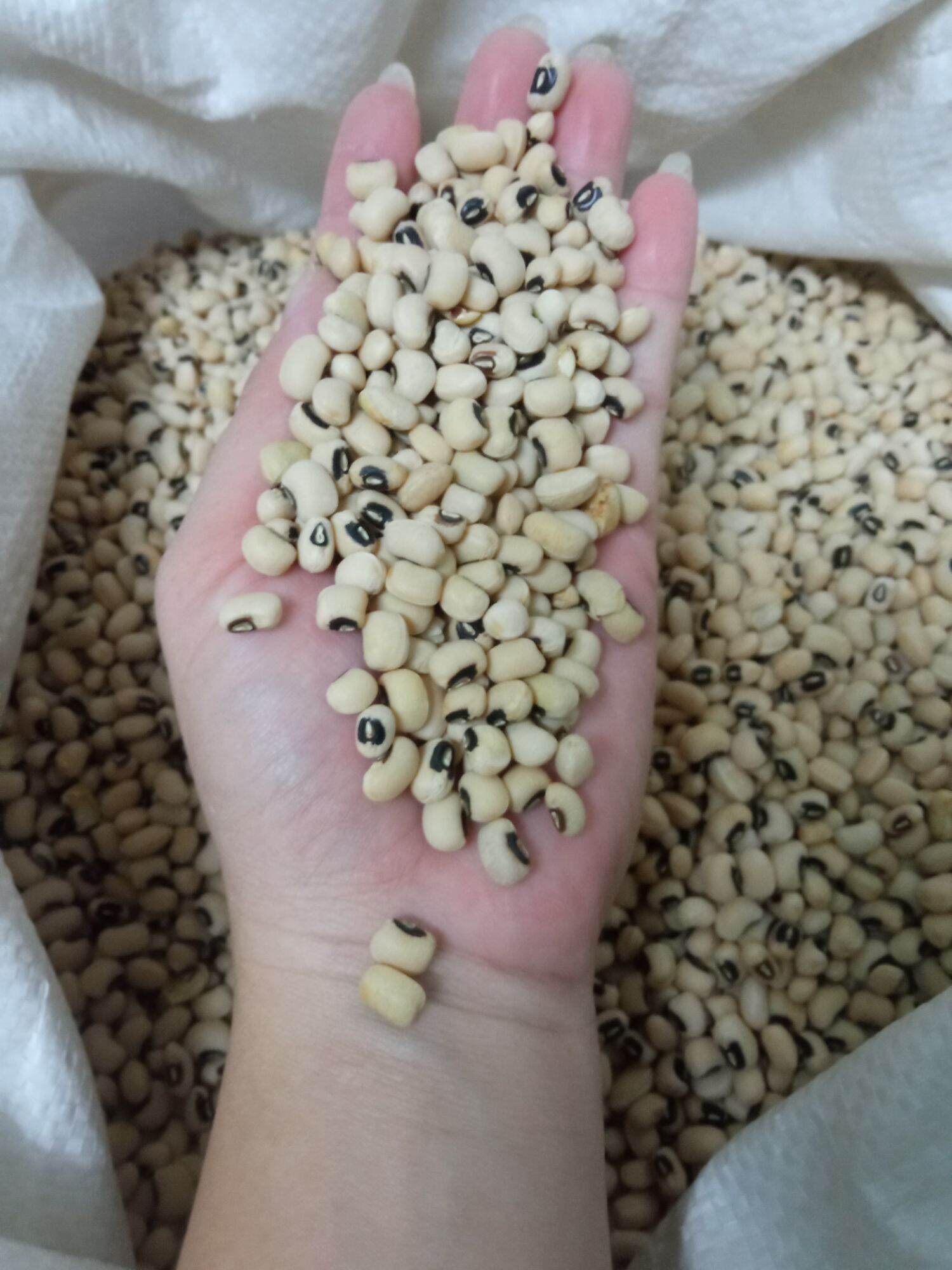 1kg Đậu trắng ⭐⭐⭐⭐⭐