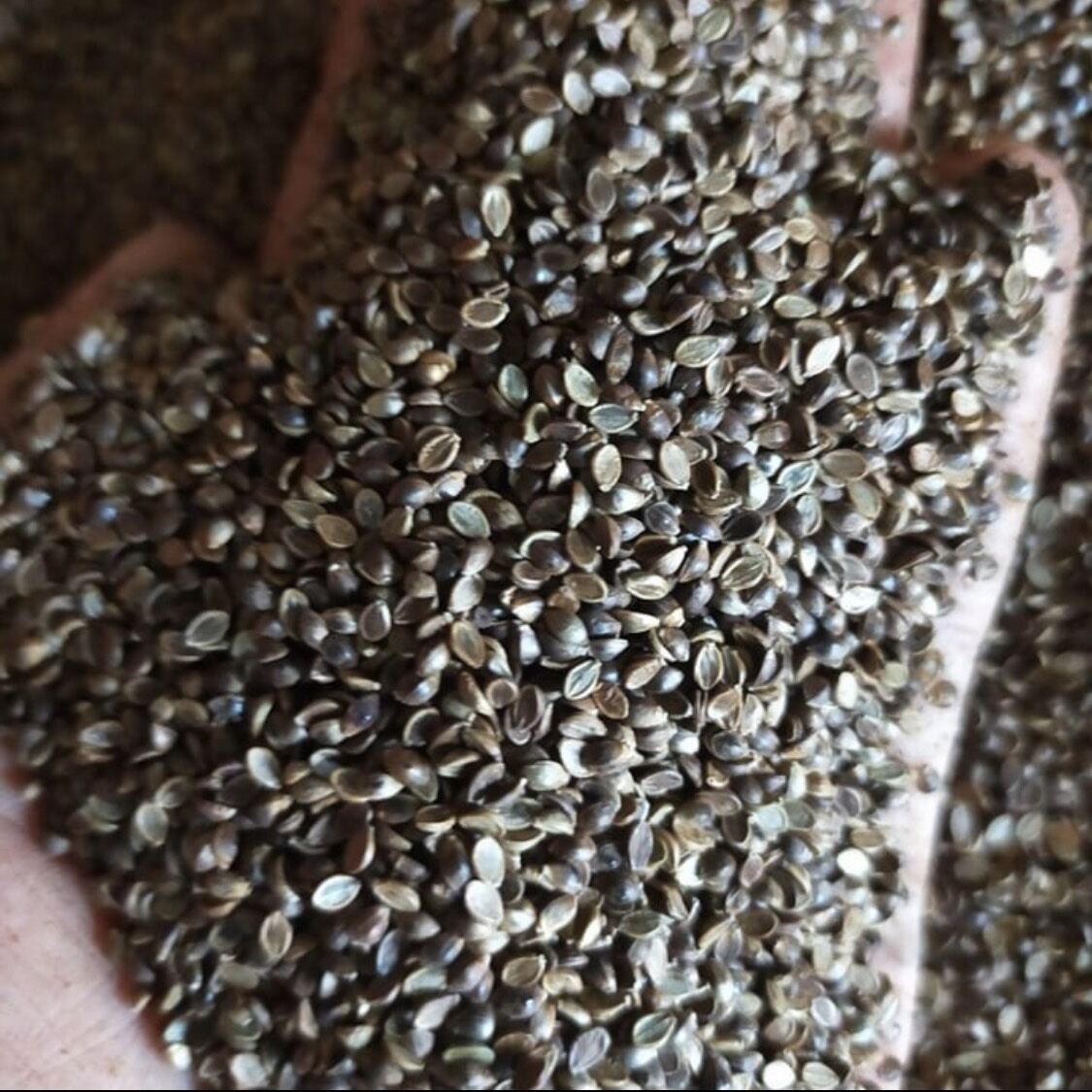 cỏ chịu ngập úng PASPALUM 200g