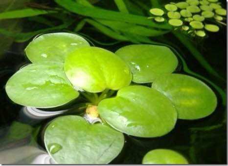 Combo 10 nhánh bèo nhật trang trí bể cá- thuỷ sinh