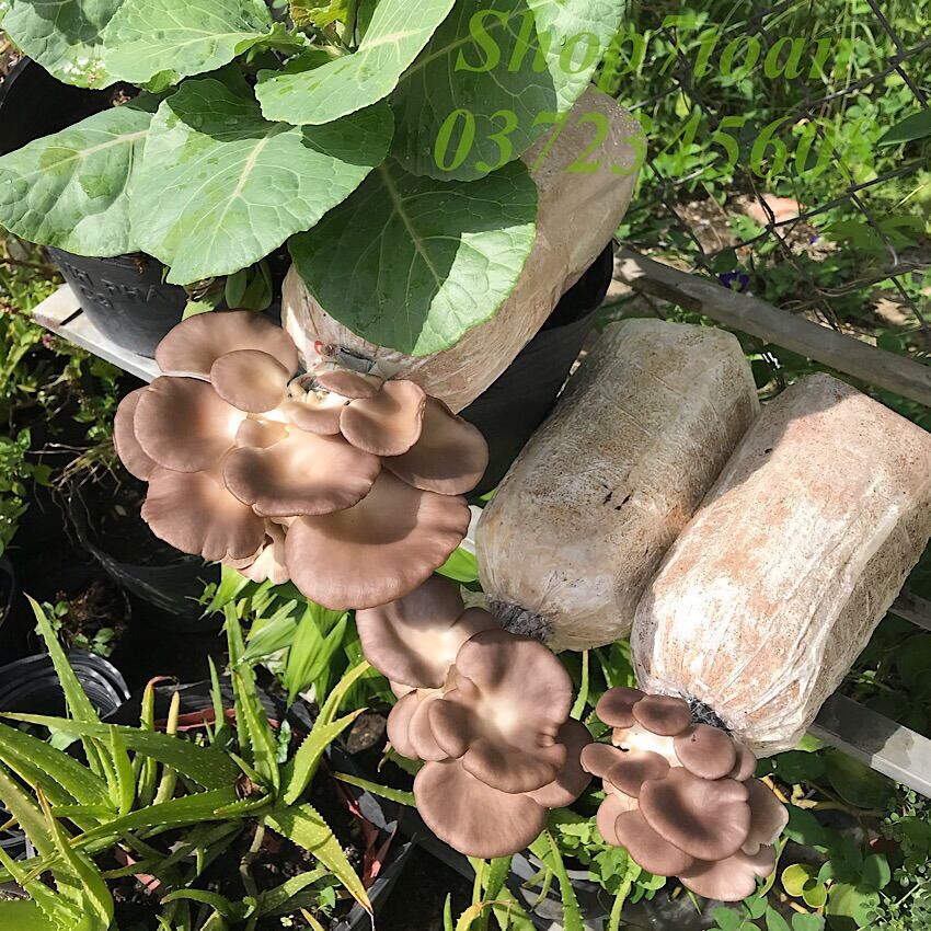 [XẢ KHO] COMBO 10 Phôi nấm bào ngư xám ngay trại giống, TẶNG KÈM nắp nhựa, CÓ HƯỚNG DẪN cụ thể, TƯ VẤN khi cần, nấm sạch, giòn ngon, sản phẩm hữu cơ, bổ dưỡng, phù hợp ăn chạy, an toàn mùa dịch, CB10BNX, SHOP7TOAN