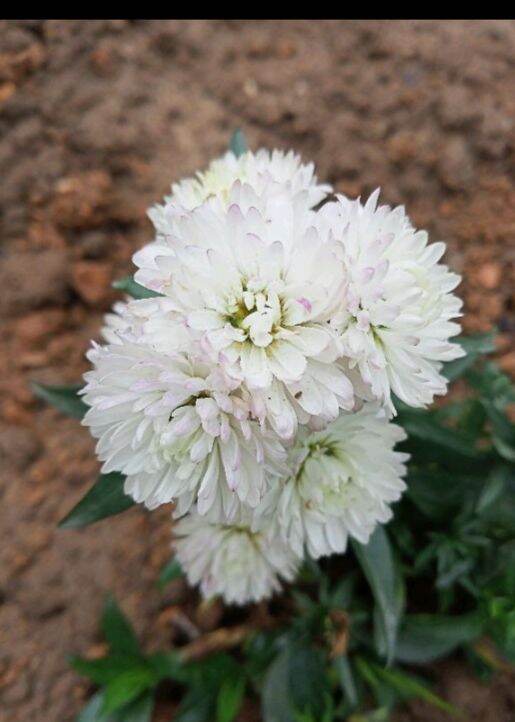 Thạch thảo cánh kép (cây giống)