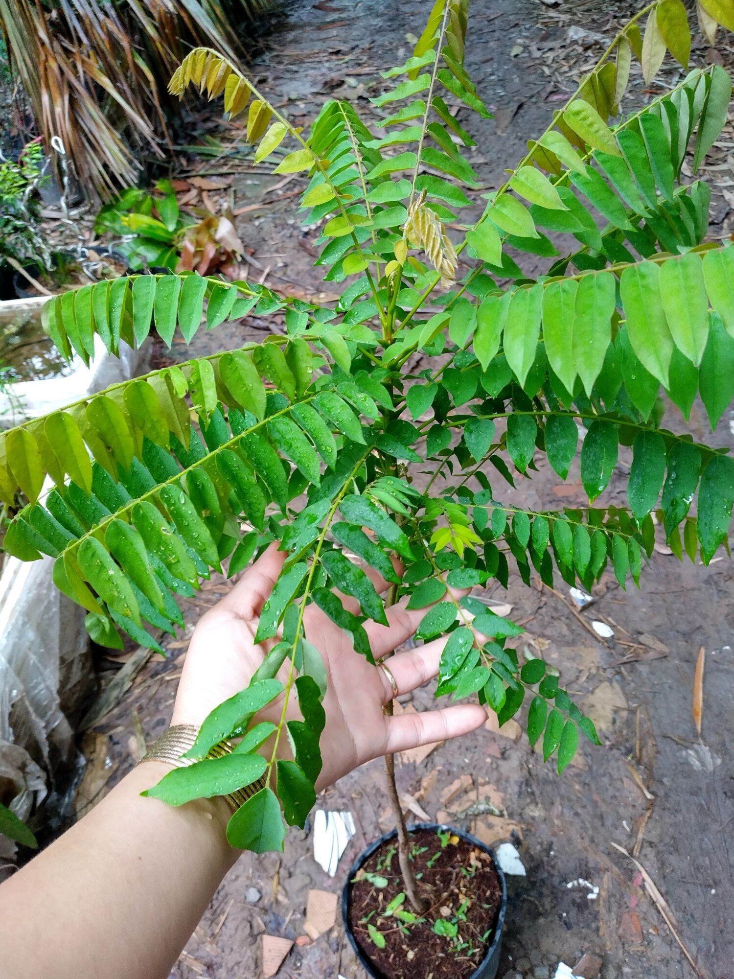 Cây Khế Tàu - Khế Tây (cao trên 60cm)