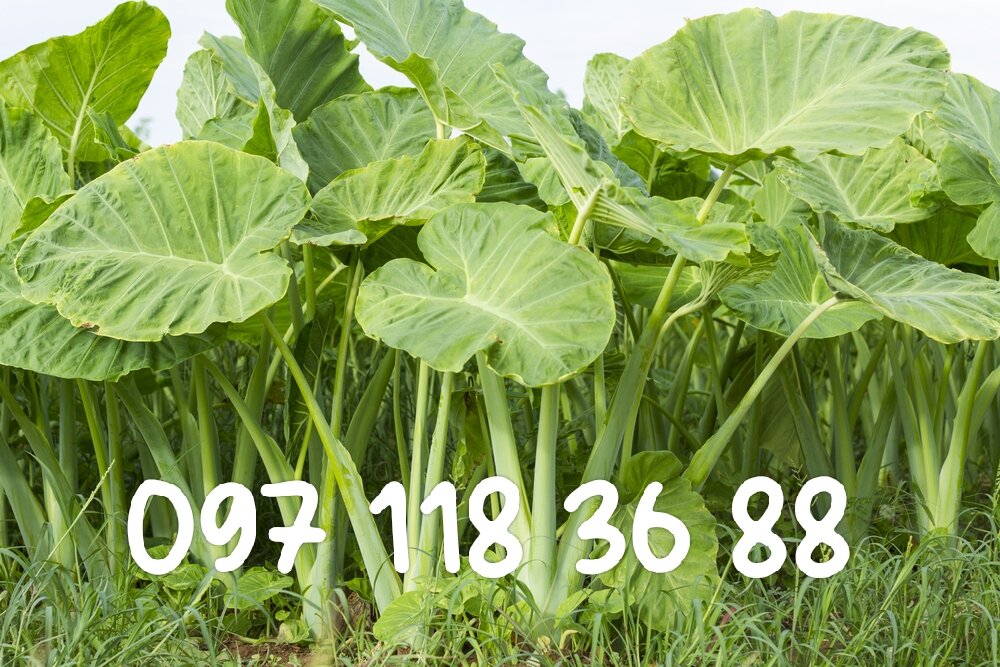 Siêu rẻ-combo 5 cây giống bạc hà núi giống chuẩn