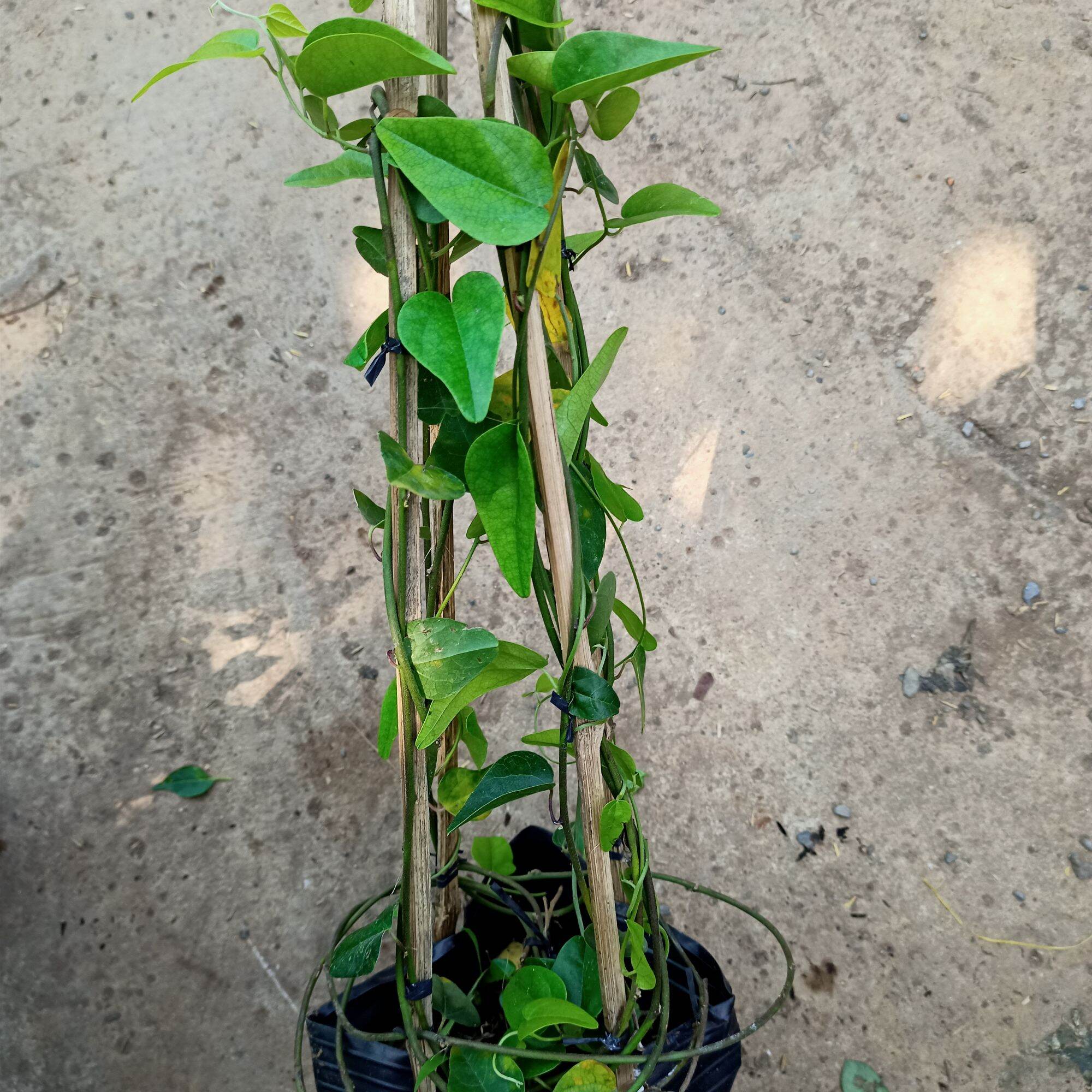 Chậu cây sương sâm trơn cây trưởng thành