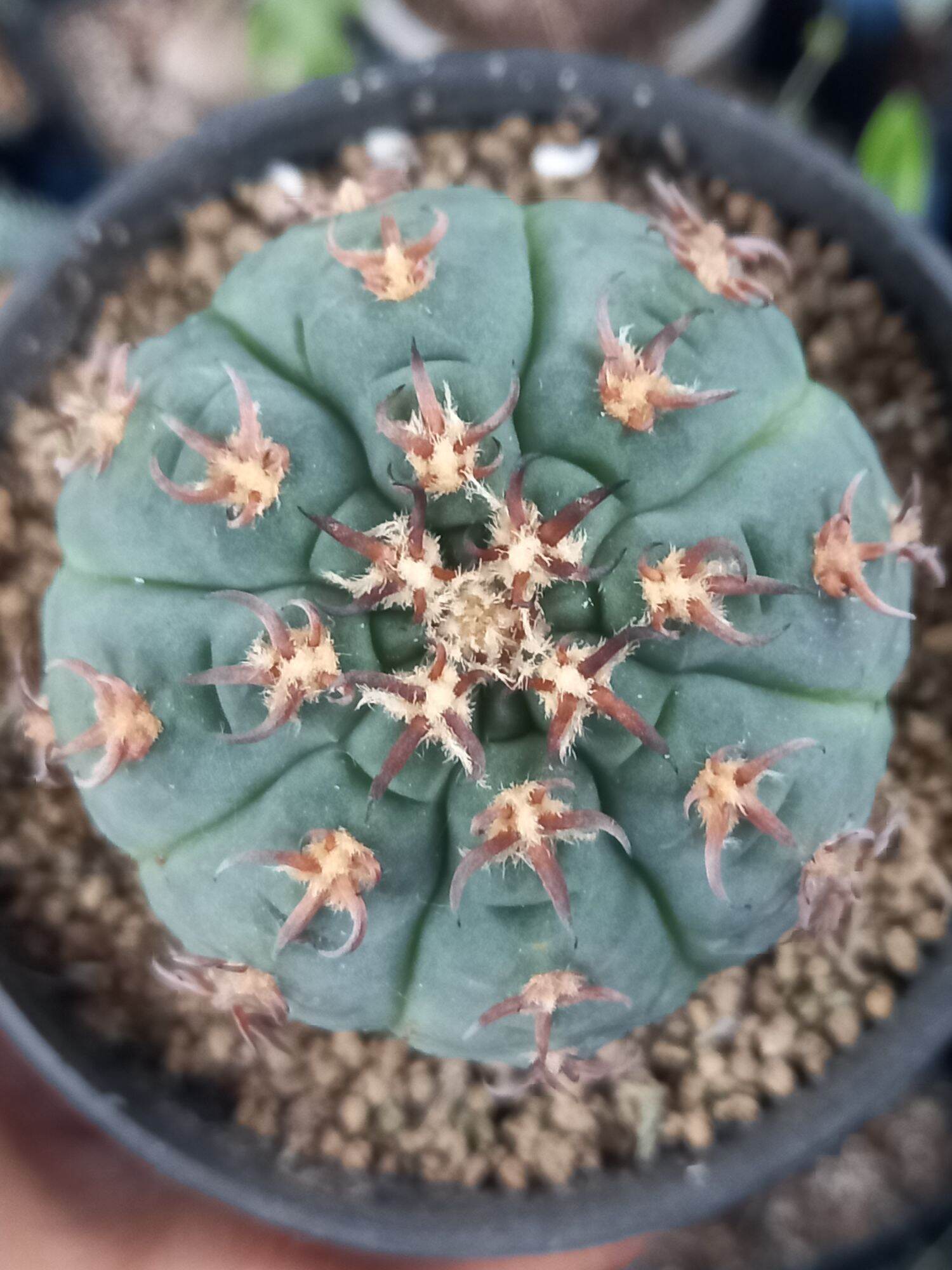 Cây xương rồng - Xương rồng Gymnocalycium spegazzinii size trung