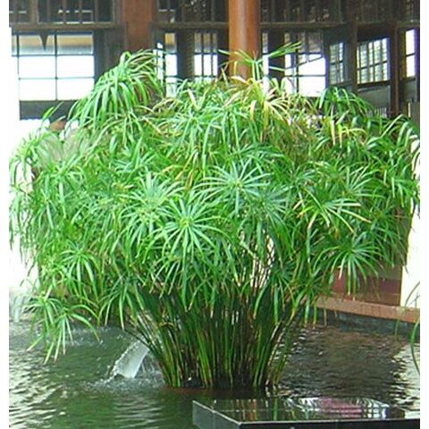 Cây thủy trúc