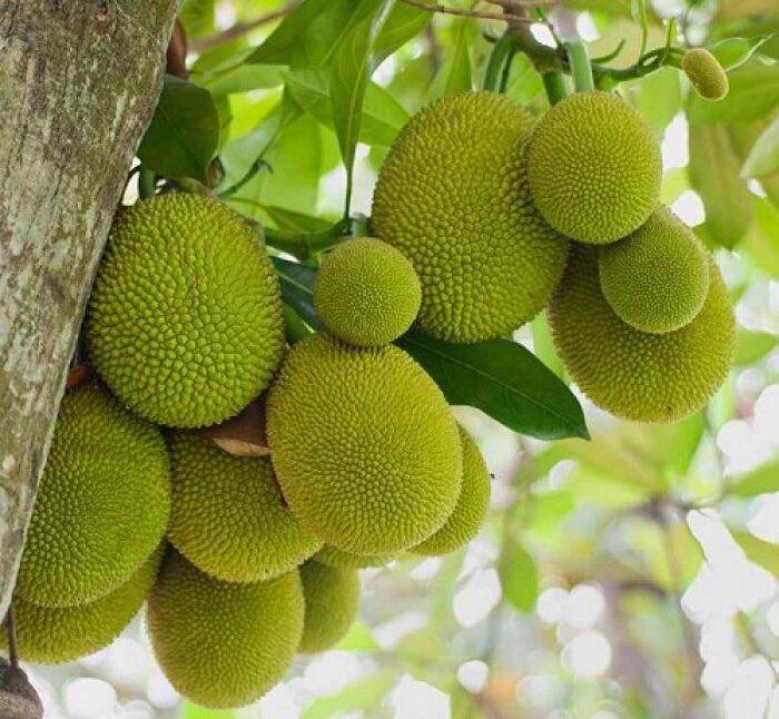 Cây giống mít nghệ tứ quý siêu sớm