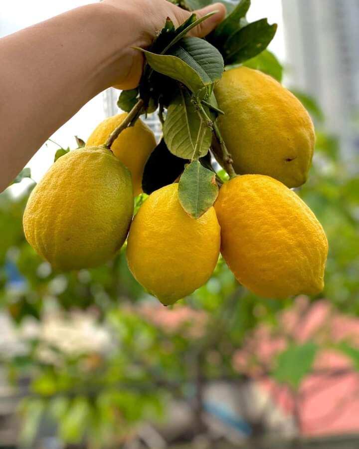 Chanh Mỹ vàng đang trái