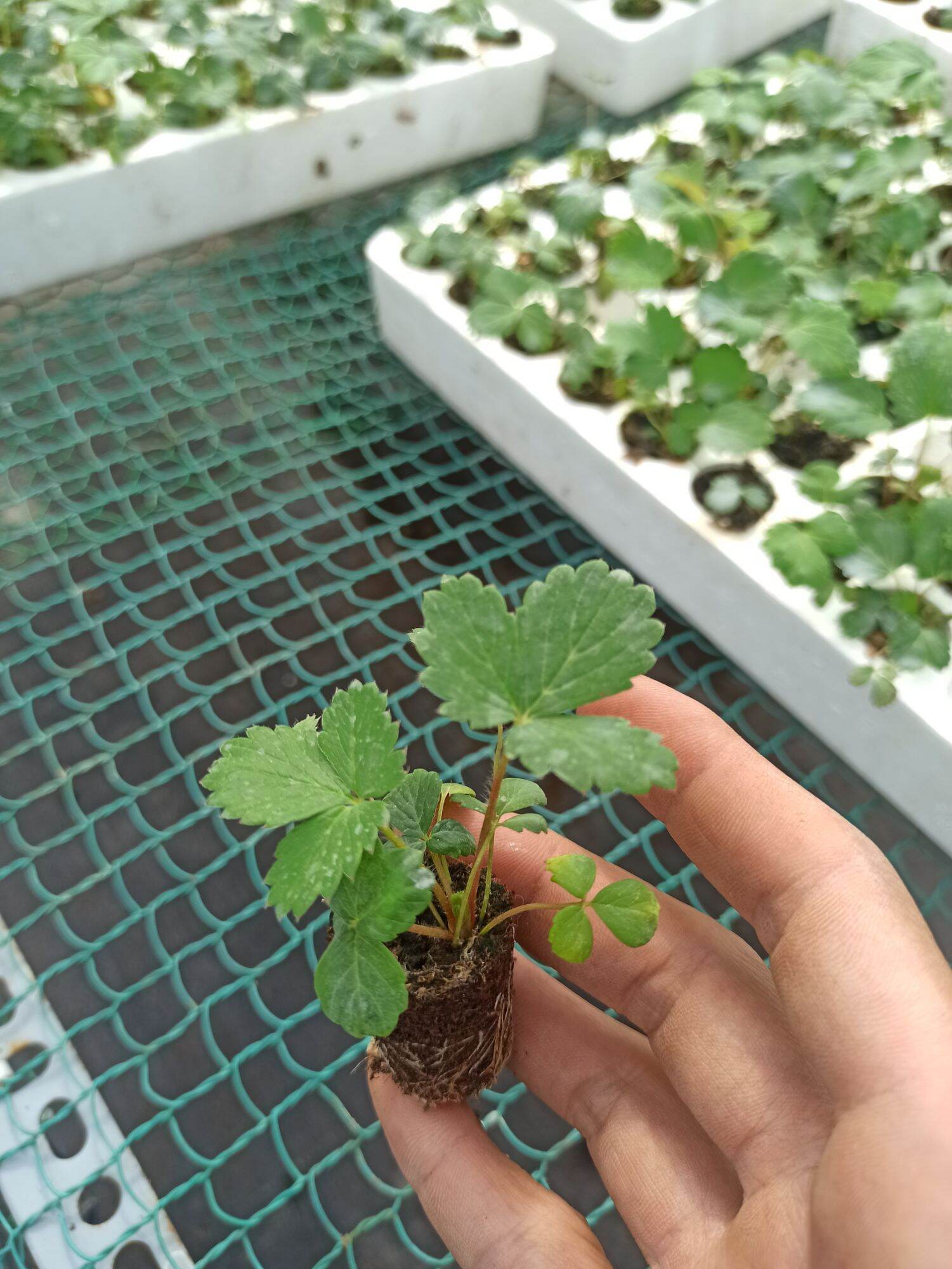 Combo 10 cây giống dâu tây mô chịu nhiệt