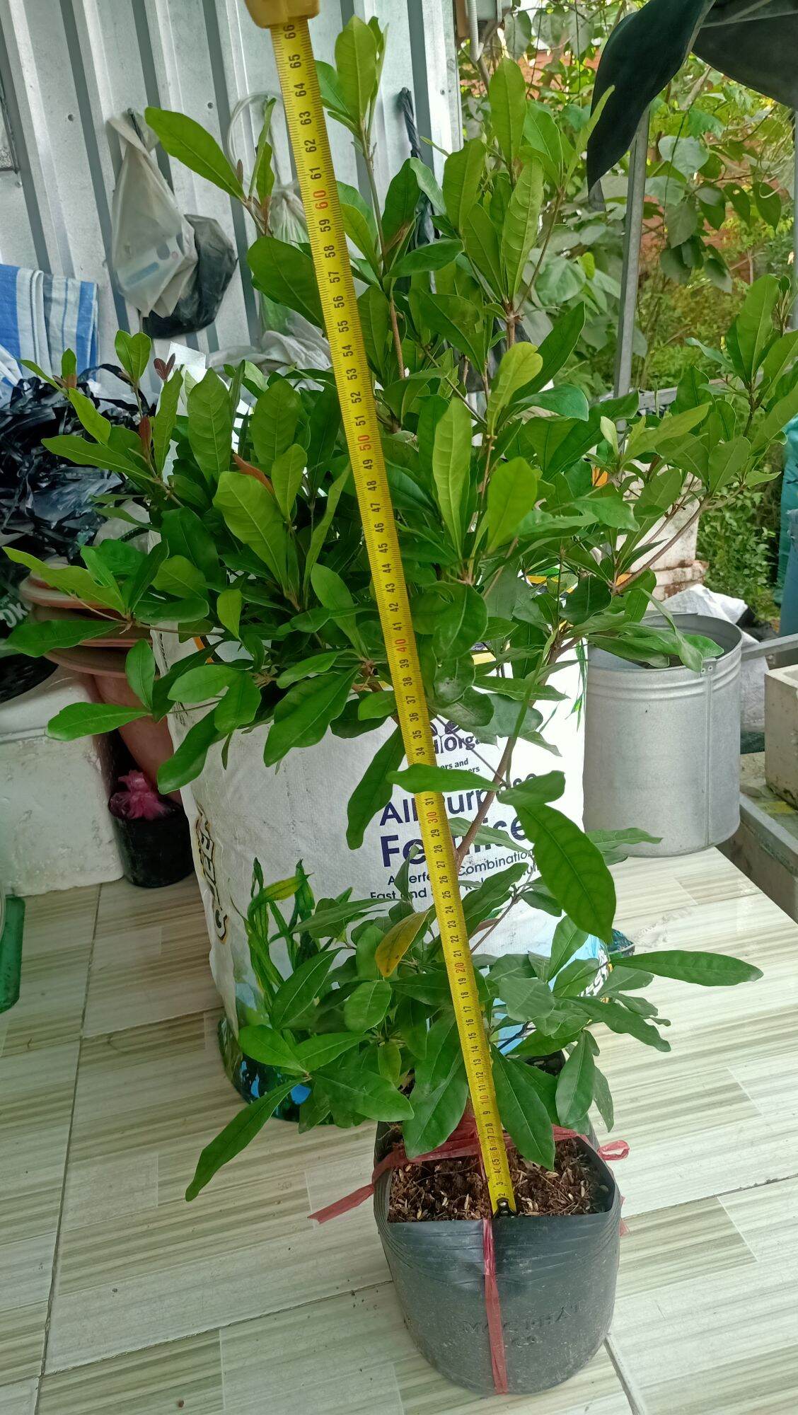 Cây Thần kỳ đang có hoa