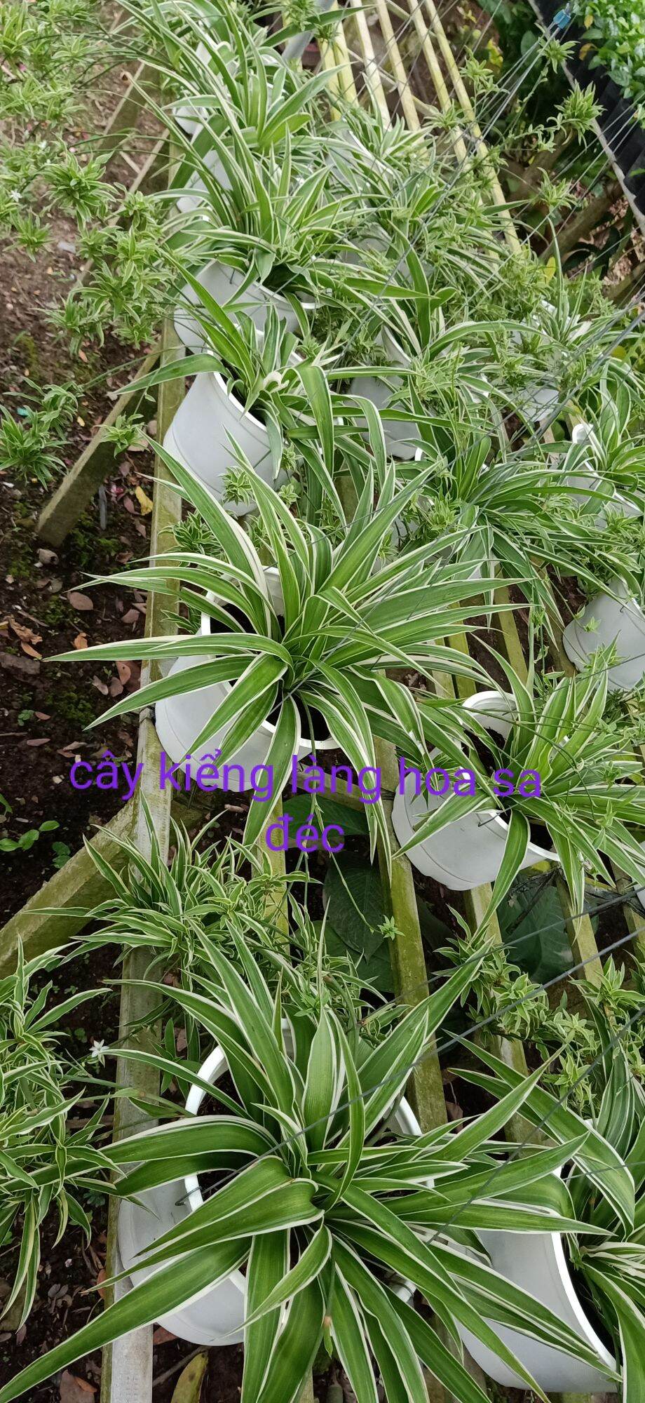 cây lan chi mẫu tử( cây chân nhện)- cây kiểng làng hoa sa đéc