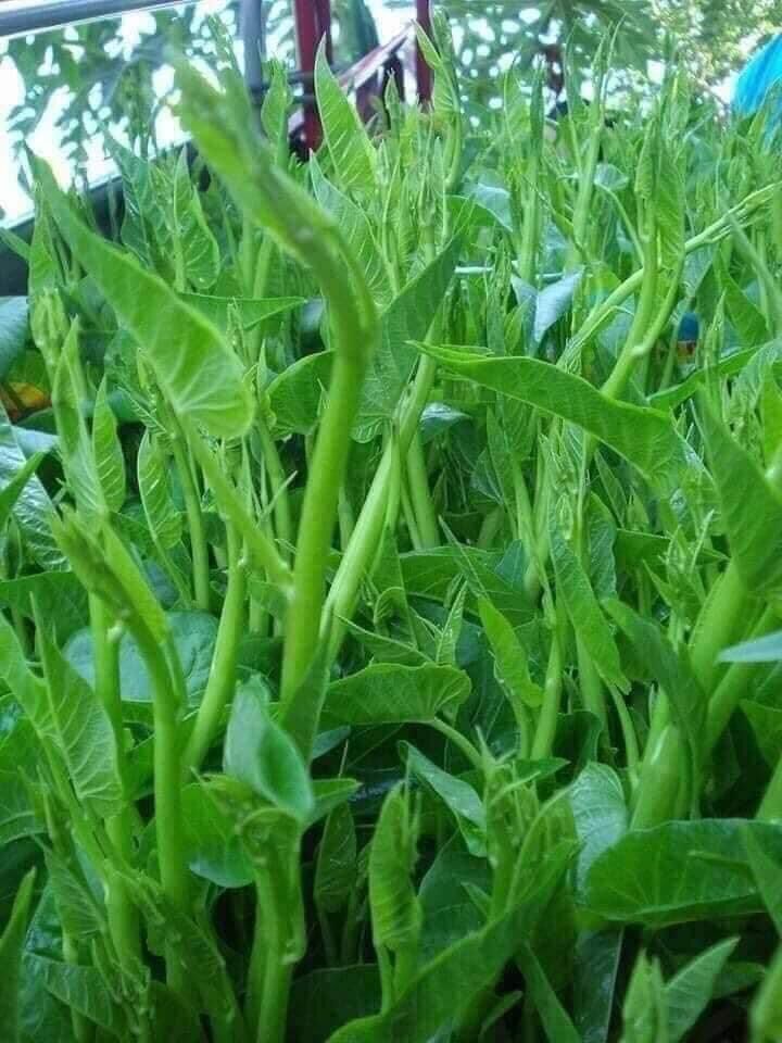 Hạt giống rau muống Thái Lan