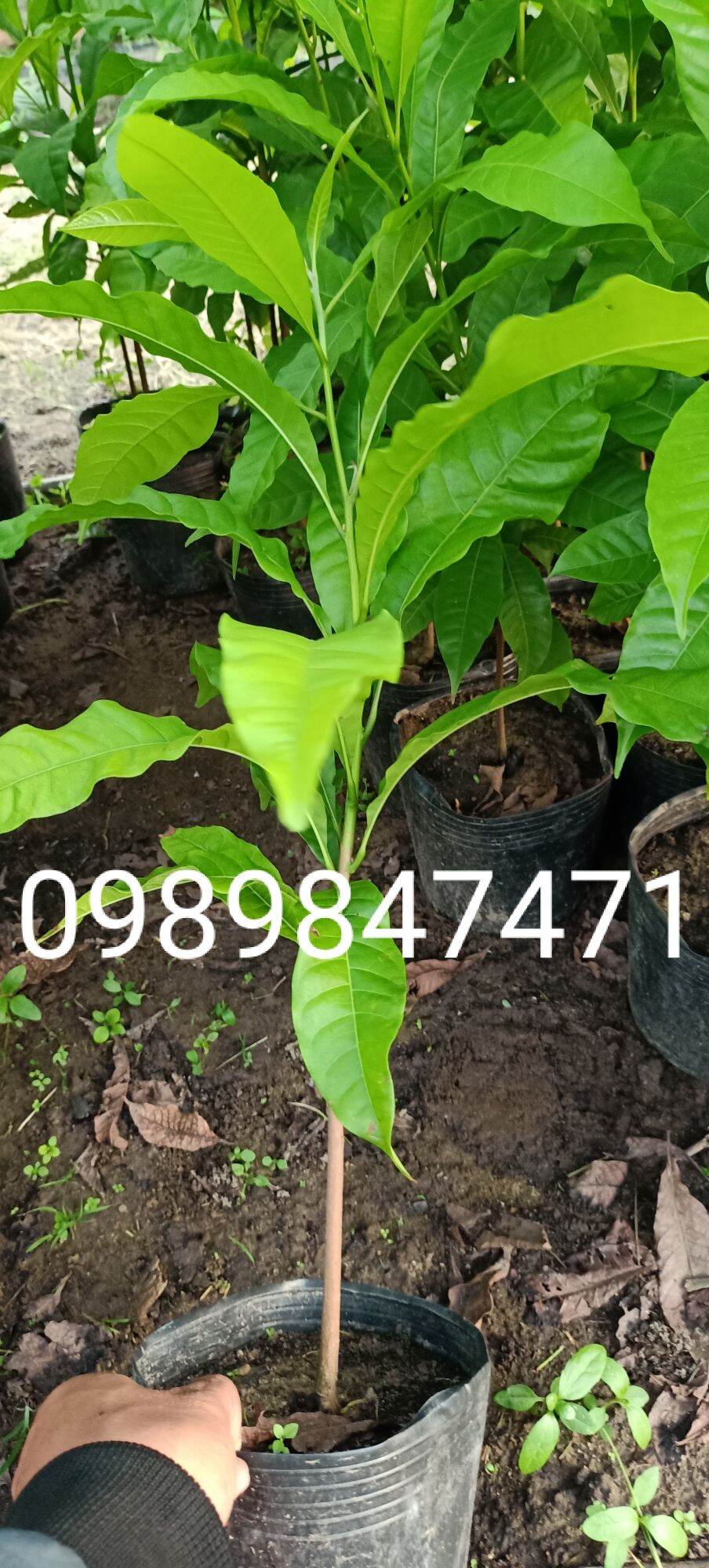 Cây vú sữa hoàng kim