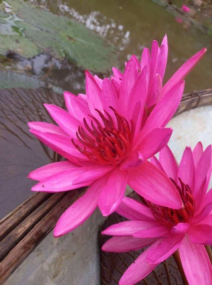 10 củ hoa súng ăn ngó tặng 1