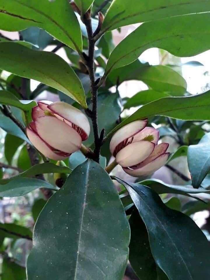 Cây giống hoa lan tiêu