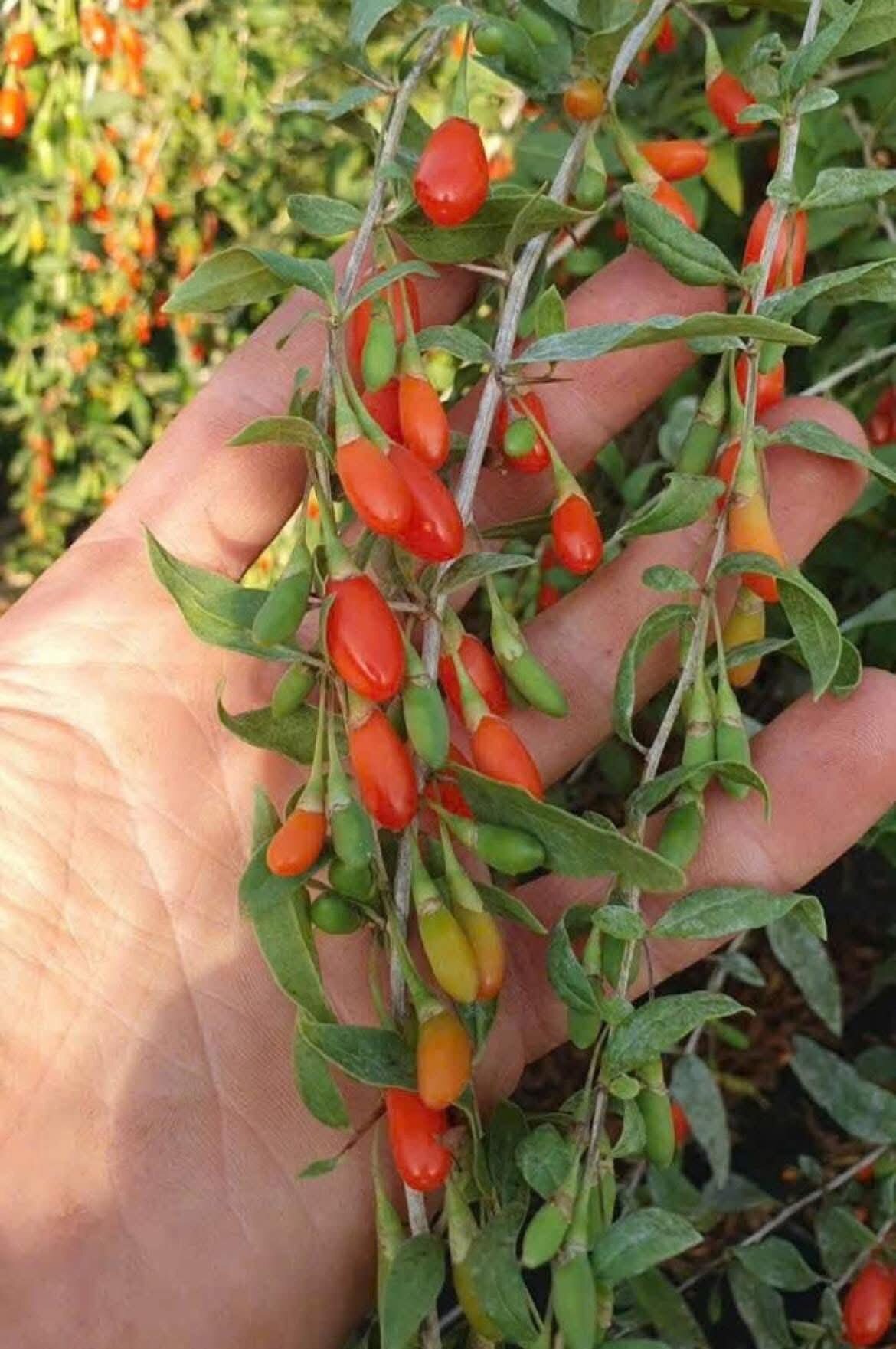 Cây 🌲 Kỹ Tử đang hoa đang trái