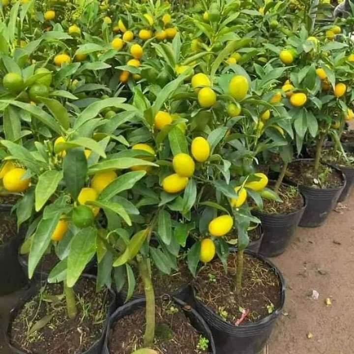 CÂY QUẤT QUẢ NGỌT ĐANG HOA VÀ TRÁI(cây thực tế xem ảnh số 3)