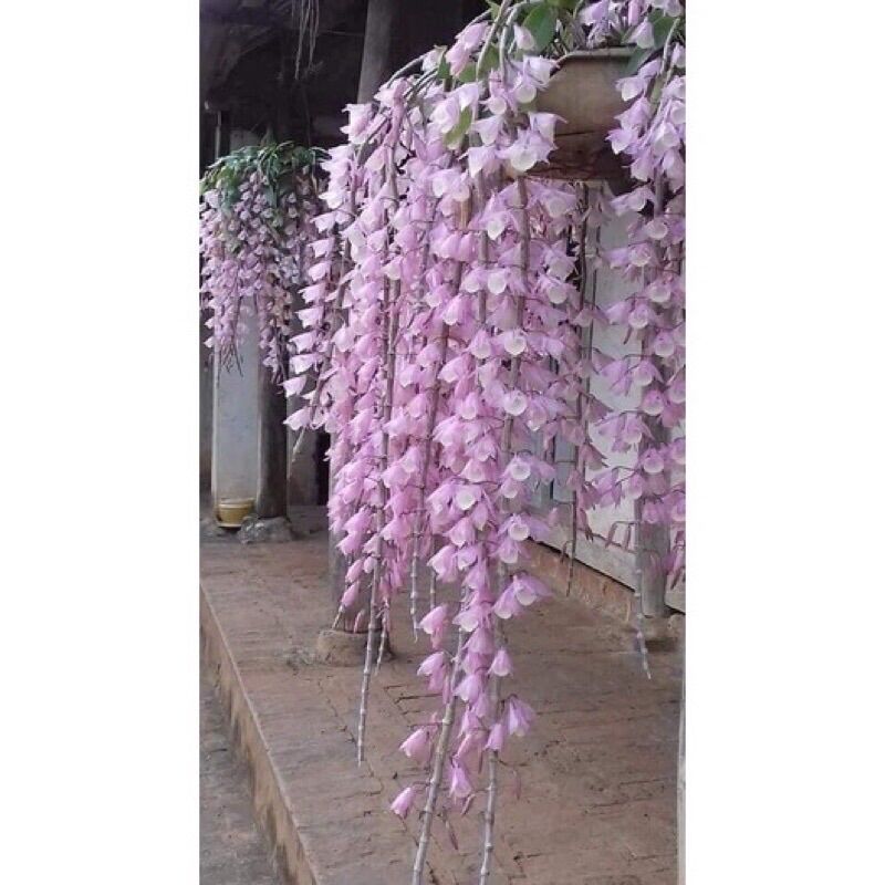 hoa lan đột biến hạc vỹ (1 bó hình cuối )