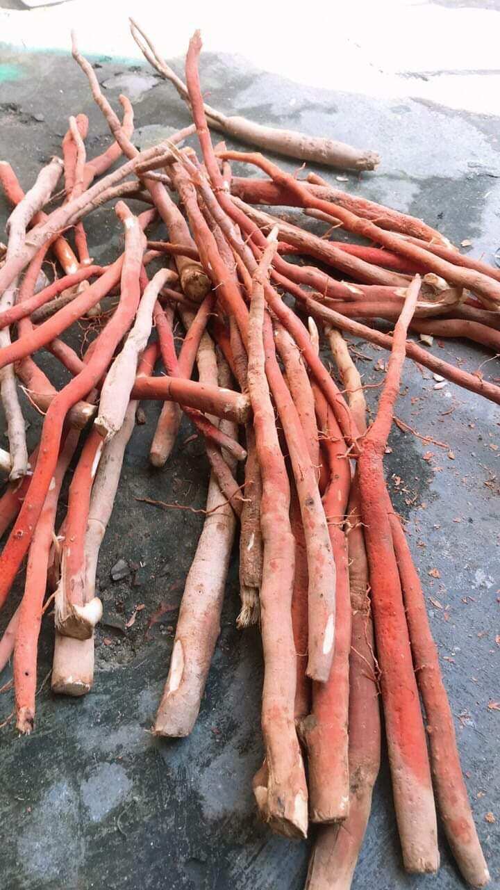 Sâm cau rừng, lâu năm,  KonTum