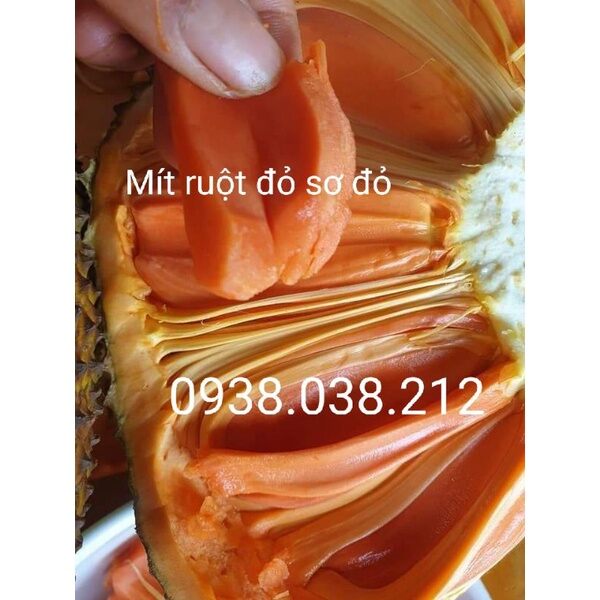 CÂY GIỐNG MÍT RUỘT ĐỎ SƠ ĐỎ MALAYSIA
