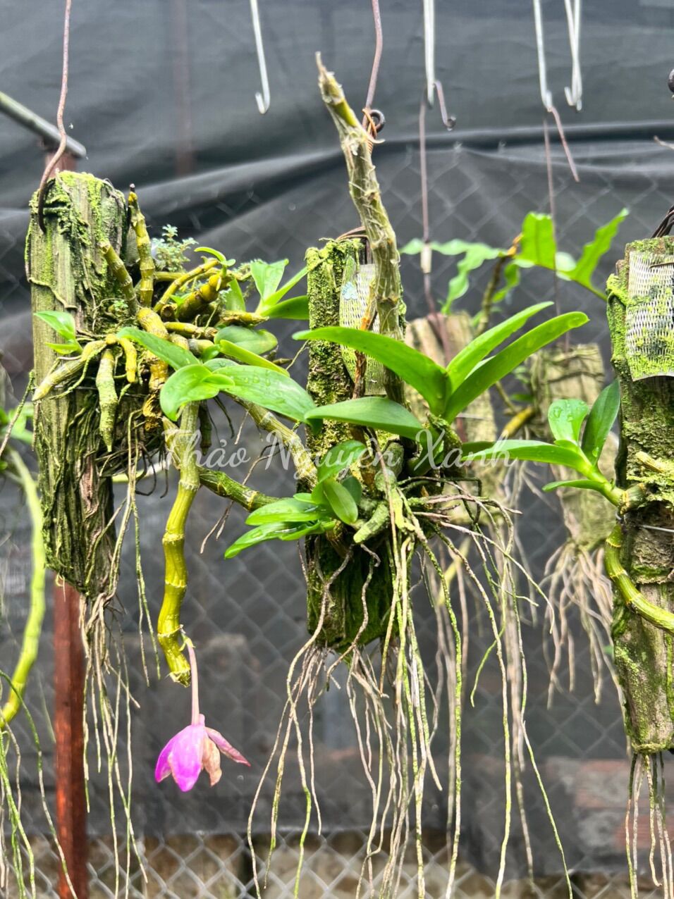 Trầm bảng đang nụ (mùa hoa tháng 1–3)