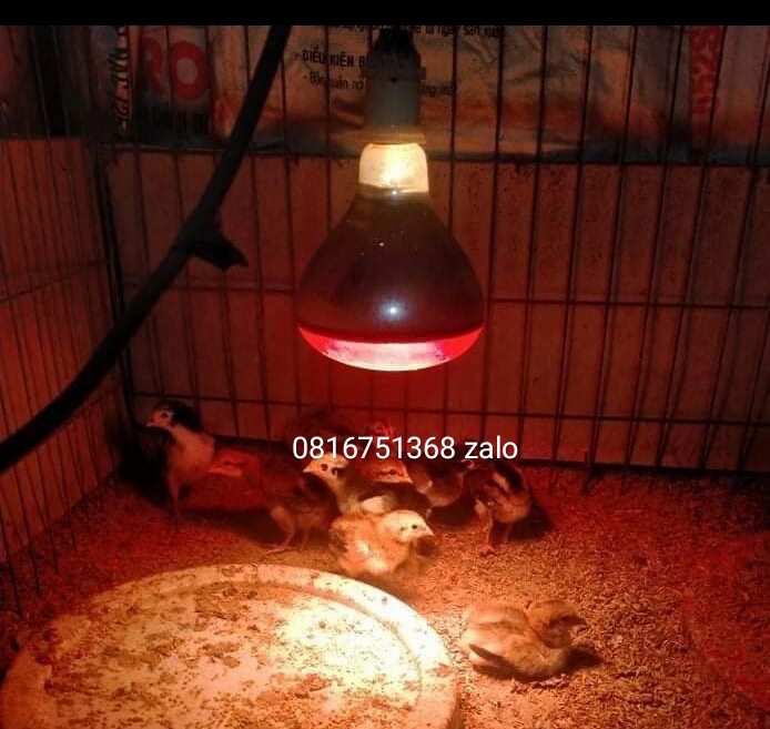 Bóng úm gà chọi gà nòi gà tre 45w