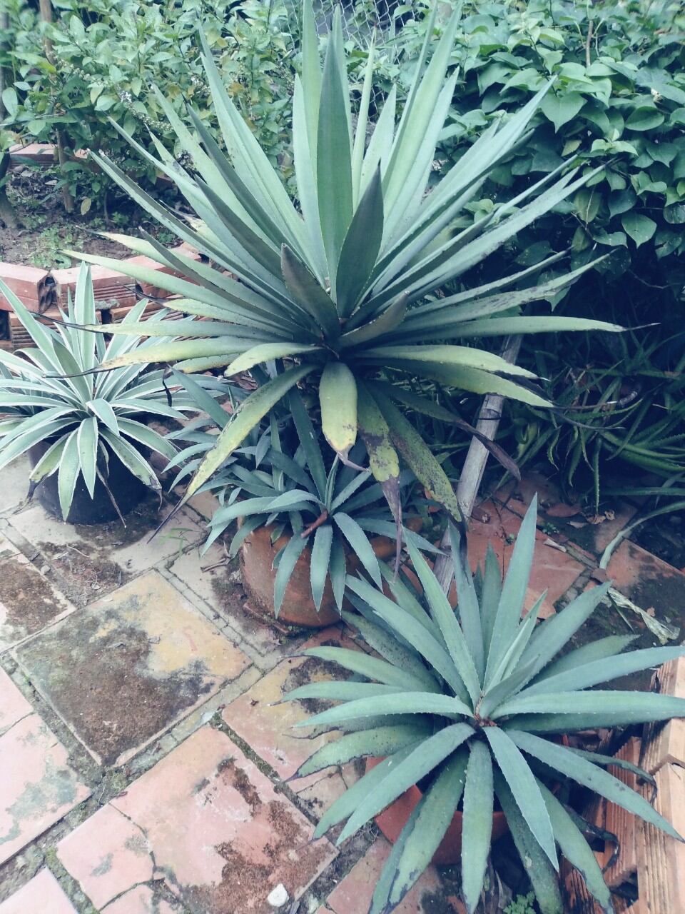 Cây Thùa lá xanh ( Dứa Agao Xanh)