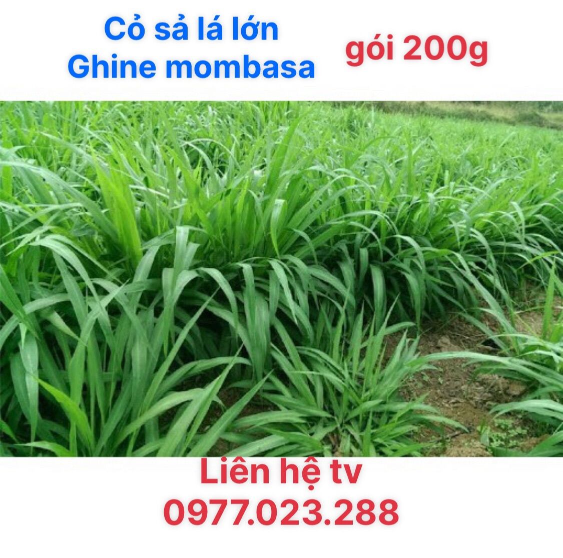 Hạt giống cỏ Ghine Mombasa - Cỏ sả lá lớn - cỏ chăn nuôi gói 200g