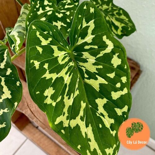 Alocasia Hilo Beauty ( Môn Áo Lính)