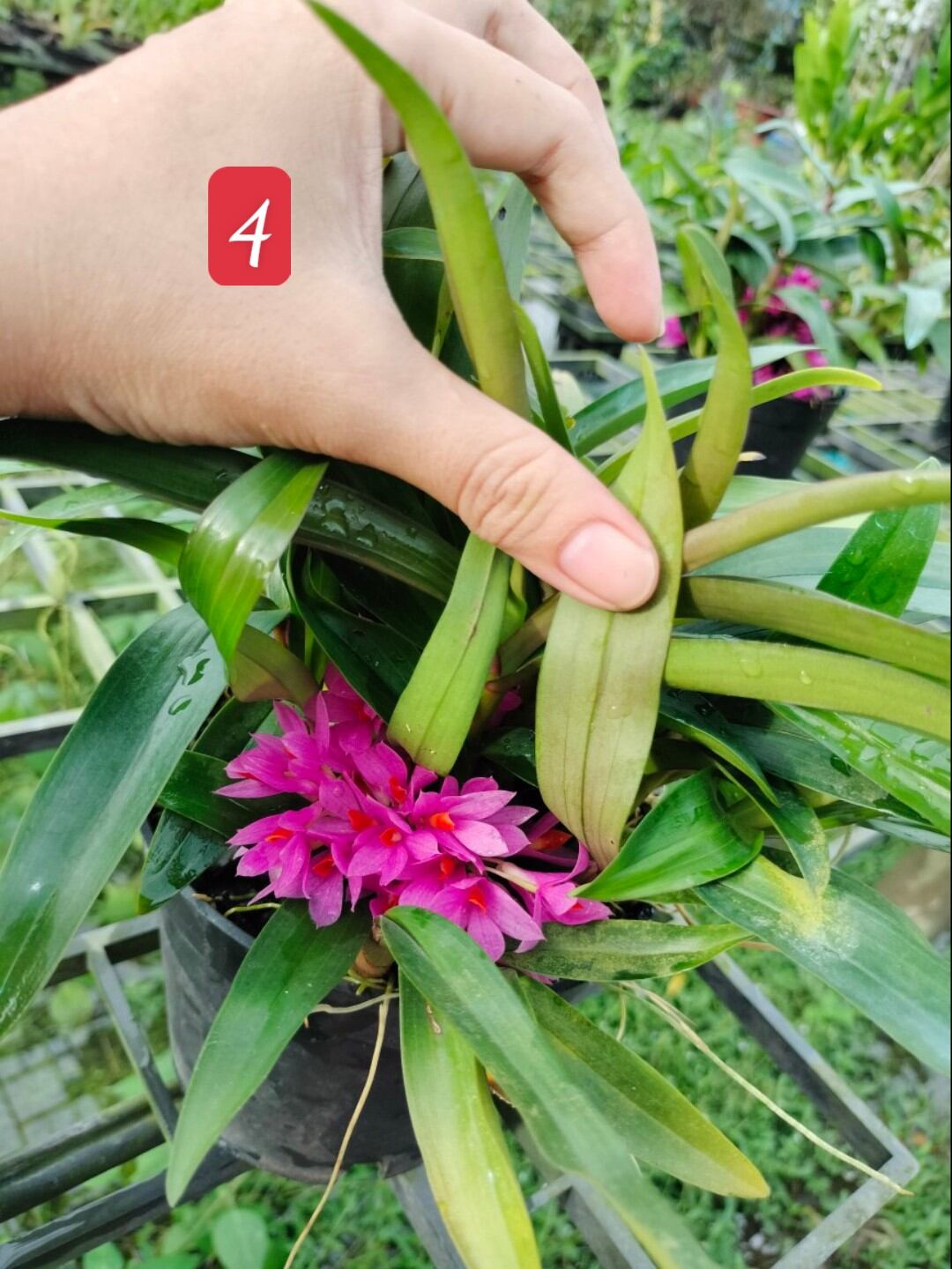 Lan Hibiki trưởng thành chậu lớn nhiều thân